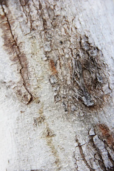 Madera decorativa una textura con grietas, manchas y patrones —  Fotos de Stock