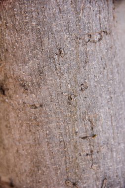 bir çatlak, leke ve desen ile eski bir ağacın yüzeyinin doku