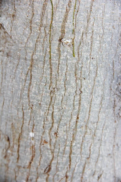Textura da superfície de uma árvore velha com rachaduras, manchas e padrões — Fotografia de Stock