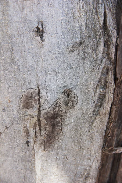 Textur der Oberfläche eines alten Baumes mit Rissen, Flecken und Mustern — Stockfoto
