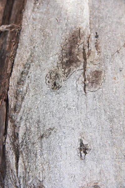 Текстура поверхности старого дерева с трещинами, пятнами и узорами — стоковое фото