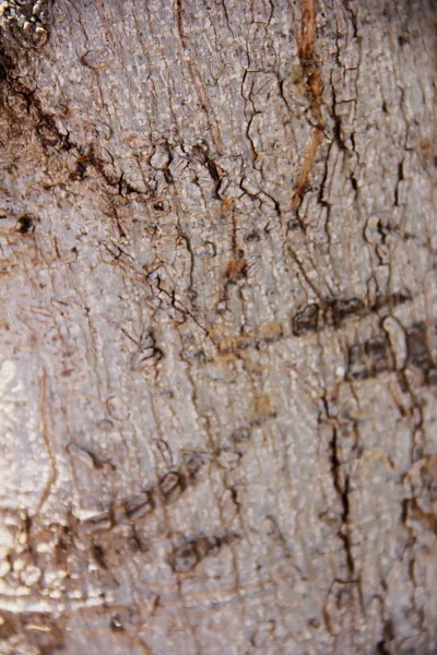 Textura da superfície de uma árvore velha com rachaduras, manchas e padrões — Fotografia de Stock