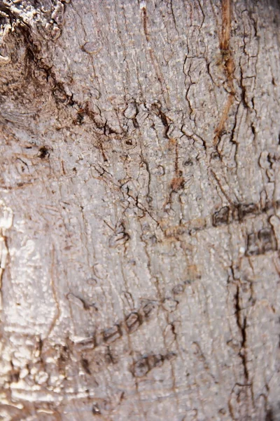 Textur av ytan av ett gammalt träd med sprickor, fläckar och mönster — Stockfoto