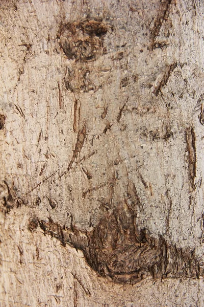 Texture of the surface of an old tree with a cracks, stains and patterns — Stock Photo, Image
