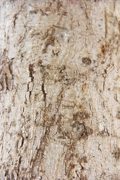 Tekstury powierzchni starego drzewa z pęknięć, plam i wzorów — Zdjęcie stockowe