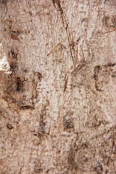 Texture of the surface of an old tree with cracks, stains and patterns — Stock Photo, Image