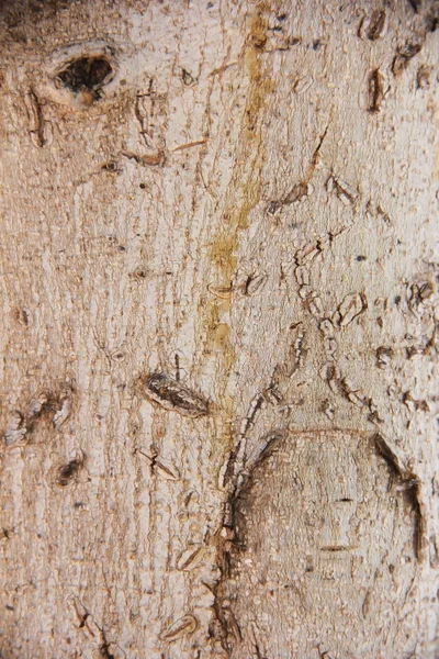 Υφή της επιφάνειας ενός παλιού δέντρου με ρωγμές, λεκέδες και μοτίβα — Φωτογραφία Αρχείου