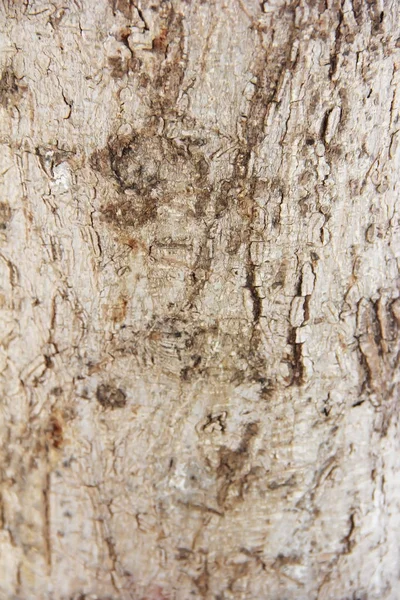 Textura da superfície de uma árvore velha com rachaduras, manchas e padrões — Fotografia de Stock