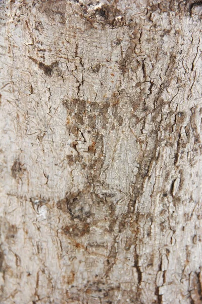 Textur av ytan av ett gammalt träd med sprickor, fläckar och mönster — Stockfoto