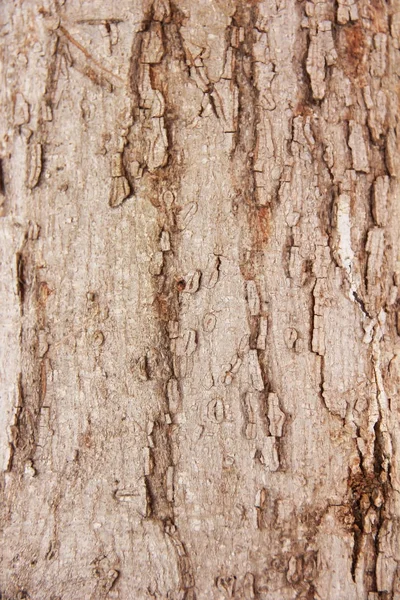 Texture of the surface of an old tree with cracks, stains and patterns — Stock Photo, Image