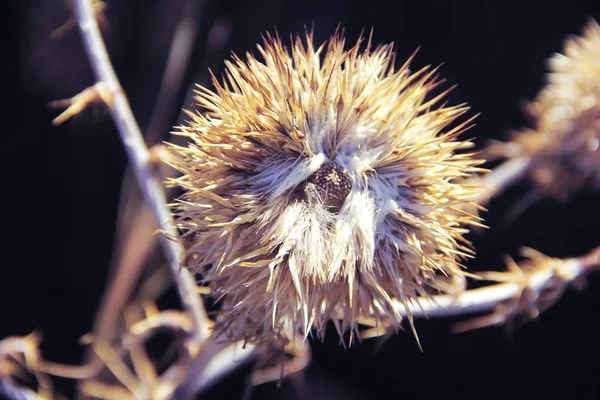 秋の黄色いオレンジは自然の中で乾燥した花の脊椎を刺す — ストック写真