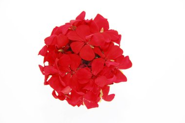 beyaz bir arka planda Kırmızı Sardunya küçük doğal çiçekler