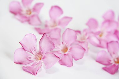 beyaz arka plan üzerinde yaprakları ile pembe doğal oleander çiçekleri