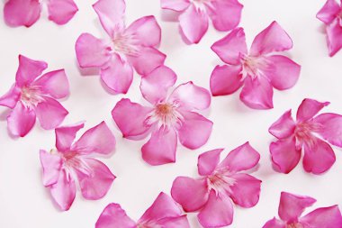 beyaz arka plan üzerinde yaprakları ile pembe doğal oleander çiçekleri