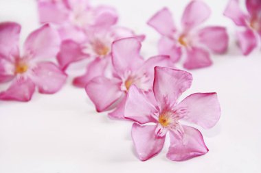 beyaz arka plan üzerinde yaprakları ile pembe doğal oleander çiçekleri