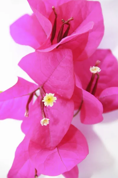 Flores de buganvília rosa natural com pétalas no fundo branco — Fotografia de Stock