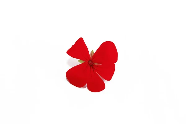 Kleine natürliche Blüten roter Geranien auf weißem Hintergrund — Stockfoto
