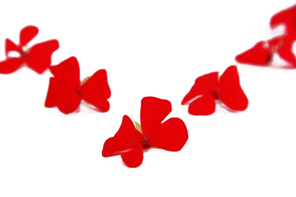Kis természetes virágok piros muskátli a fehér háttér — Stock Fotó