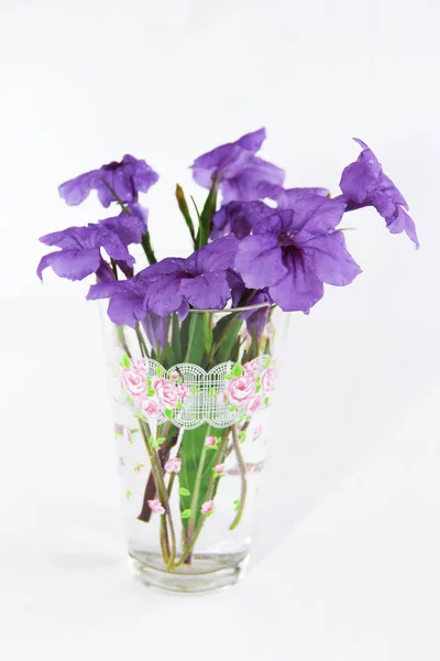 Flores naturales de violetas con pétalos y hojas verdes sobre un fondo blanco — Foto de Stock