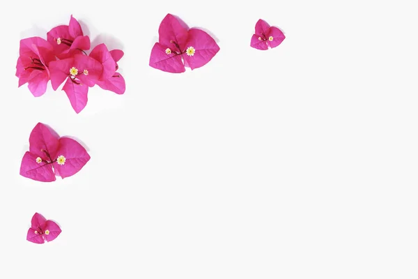 Natürliche rosa Bougainvillea-Blüten mit Blütenblättern auf weißem Hintergrund — Stockfoto