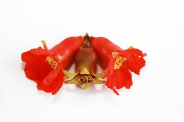 beyaz arka plan üzerinde kırmızı turuncu organik nar çiçekleri