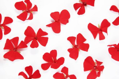 Beyaz arka planda Kırmızı Sardunya küçük doğal çiçekler