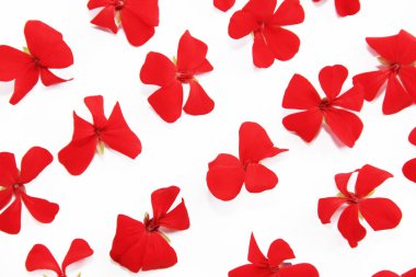 Beyaz arka planda Kırmızı Sardunya küçük doğal çiçekler