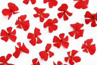 Beyaz arka planda Kırmızı Sardunya küçük doğal çiçekler