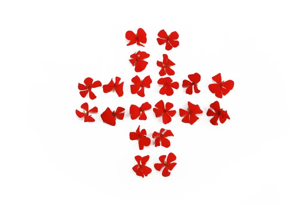 Beyaz arka planda Kırmızı Sardunya küçük doğal çiçekler — Stok fotoğraf