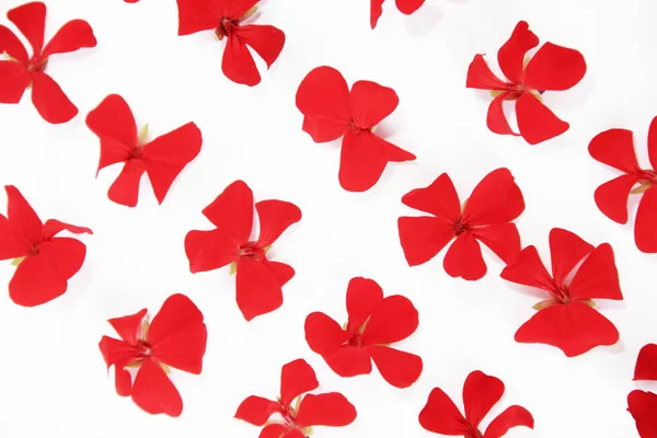 Kleine natürliche Blüten roter Geranien auf weißem Hintergrund — Stockfoto