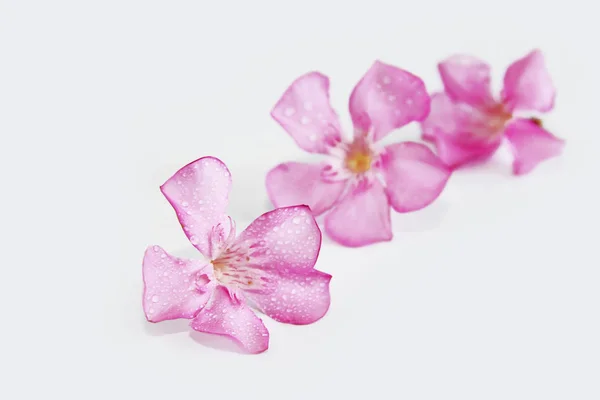 Rosa pequeñas flores de adelfa naturales sobre fondo blanco — Foto de Stock