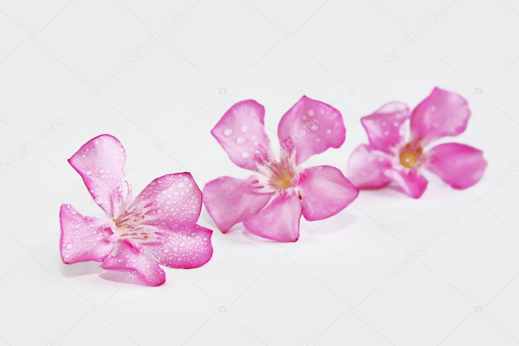 pink natural small oleander flowers on white background