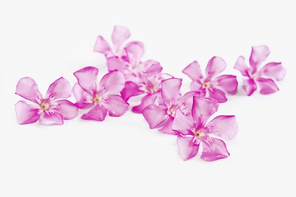 白色背景上天然的小粉红色油花 — 图库照片