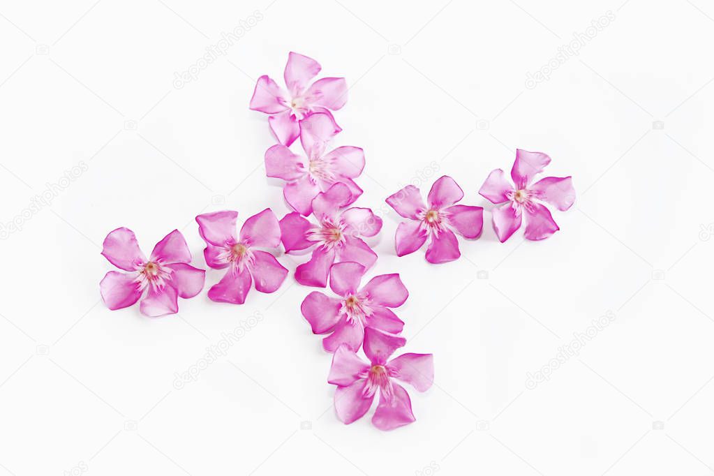 natural small pink oleander flowers on white background