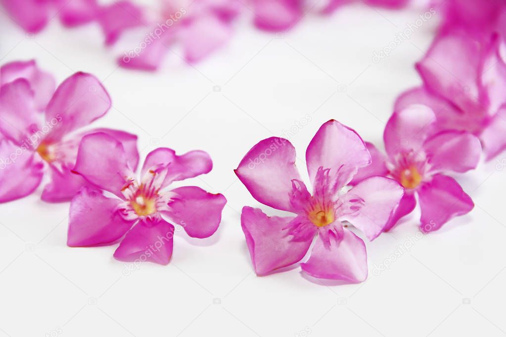 natural small pink oleander flowers on white background