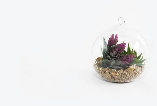 Florario redondo de vidrio con plantas verdes y piedras para el diseño sobre fondo blanco — Foto de Stock