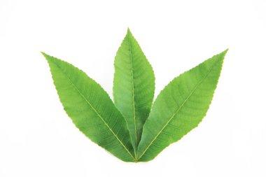 beyaz arka plan üzerinde tropikal bir bitki veya ağacın yeşil yaprakları