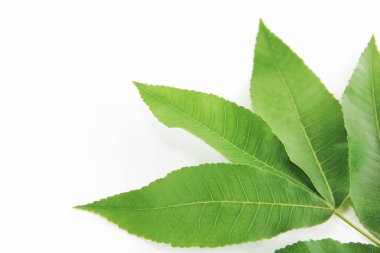 beyaz arka plan üzerinde tropikal bir bitki veya ağacın yeşil yaprakları