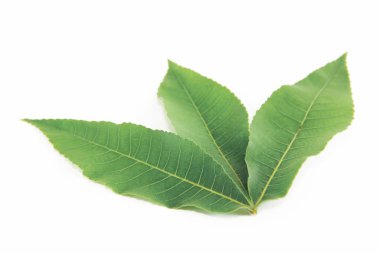 beyaz arka plan üzerinde tropikal bir bitki veya ağacın yeşil yaprakları