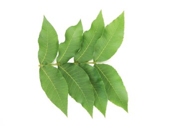 beyaz arka plan üzerinde tropikal bir bitki veya ağacın yeşil yaprakları