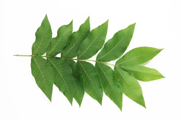 Πράσινα φύλλα ενός τροπικού φυτού ή δέντρου σε λευκό φόντο — Φωτογραφία Αρχείου