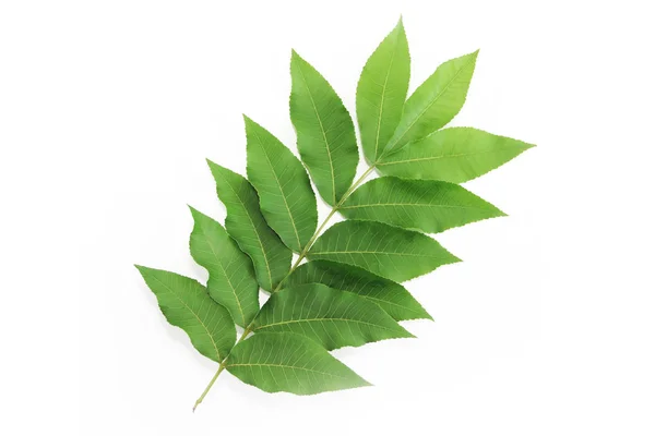 Grüne Blätter einer tropischen Pflanze oder eines Baumes auf weißem Hintergrund — Stockfoto