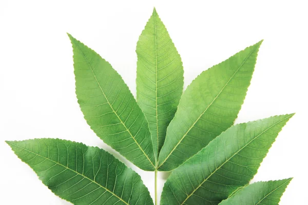 Zelené listy tropické rostliny nebo stromu na bílém pozadí — Stock fotografie