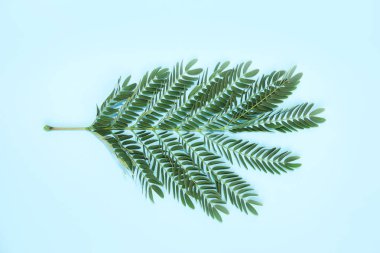 mavi bir arka plan üzerinde eğrelti otu dalı üzerinde küçük doğal yeşil yaprakları