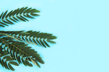 mavi bir arka plan üzerinde eğrelti otu dalı üzerinde küçük doğal yeşil yaprakları