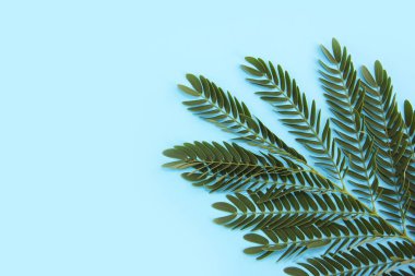 mavi bir arka plan üzerinde eğrelti otu dalı üzerinde küçük doğal yeşil yaprakları