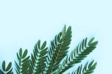 mavi bir arka plan üzerinde eğrelti otu dalı üzerinde küçük doğal yeşil yaprakları