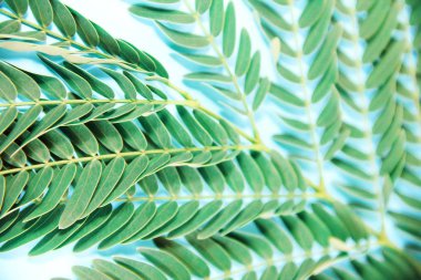 mavi bir arka plan üzerinde eğrelti otu dalı üzerinde küçük doğal yeşil yaprakları