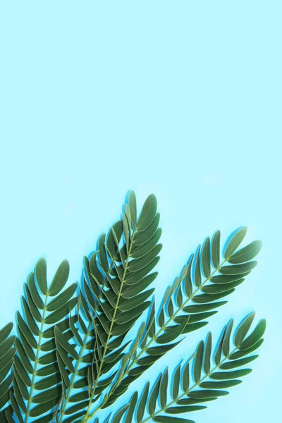 Pequenas folhas verdes naturais no ramo de samambaia em um fundo azul — Fotografia de Stock