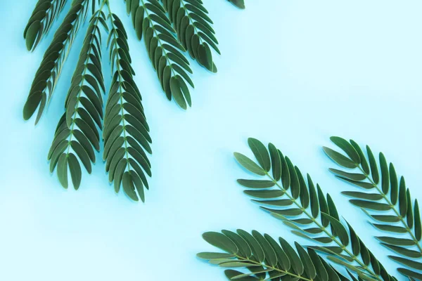 Pequenas folhas verdes naturais no ramo de samambaia em um fundo azul — Fotografia de Stock